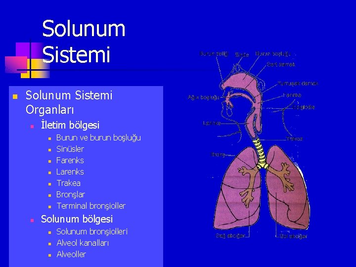 Solunum Sistemi n Solunum Sistemi Organları n İletim bölgesi n n n n Burun