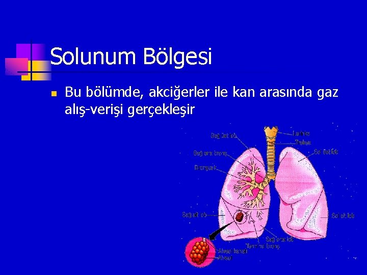 Solunum Bölgesi n Bu bölümde, akciğerler ile kan arasında gaz alış-verişi gerçekleşir 