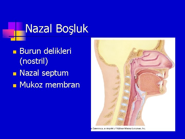 Nazal Boşluk n n n Burun delikleri (nostril) Nazal septum Mukoz membran 