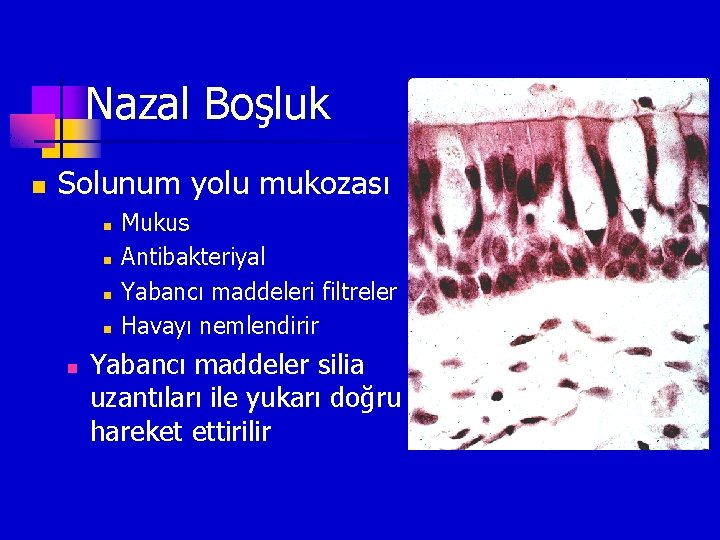 Nazal Boşluk n Solunum yolu mukozası n n n Mukus Antibakteriyal Yabancı maddeleri filtreler