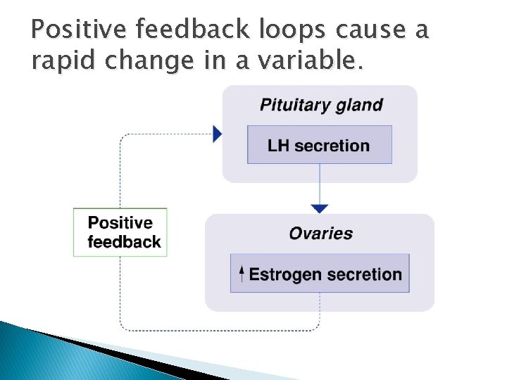Positive feedback loops cause a rapid change in a variable. 