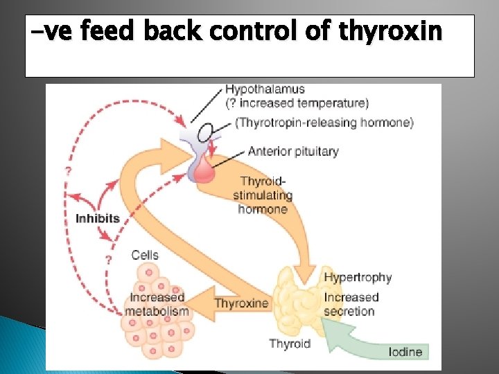 -ve feed back control of thyroxin 