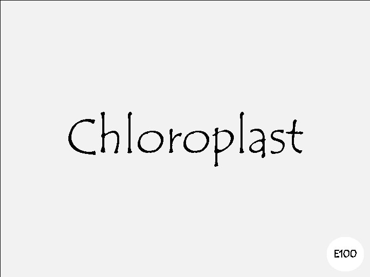 Chloroplast E 100 