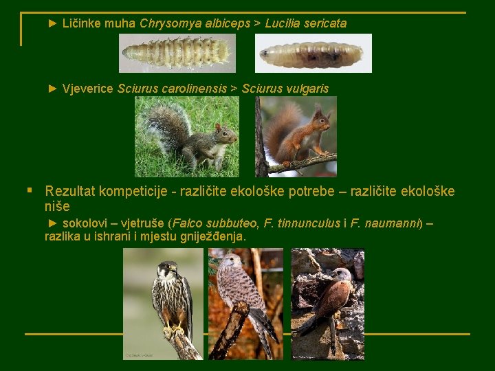 ► Ličinke muha Chrysomya albiceps > Lucilia sericata ► Vjeverice Sciurus carolinensis > Sciurus