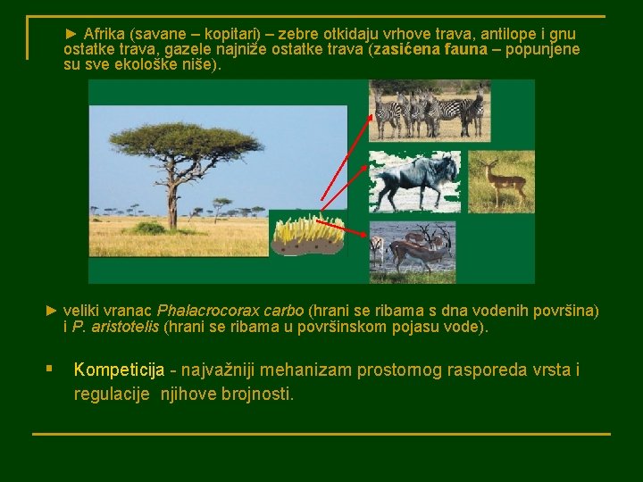 ► Afrika (savane – kopitari) – zebre otkidaju vrhove trava, antilope i gnu ostatke
