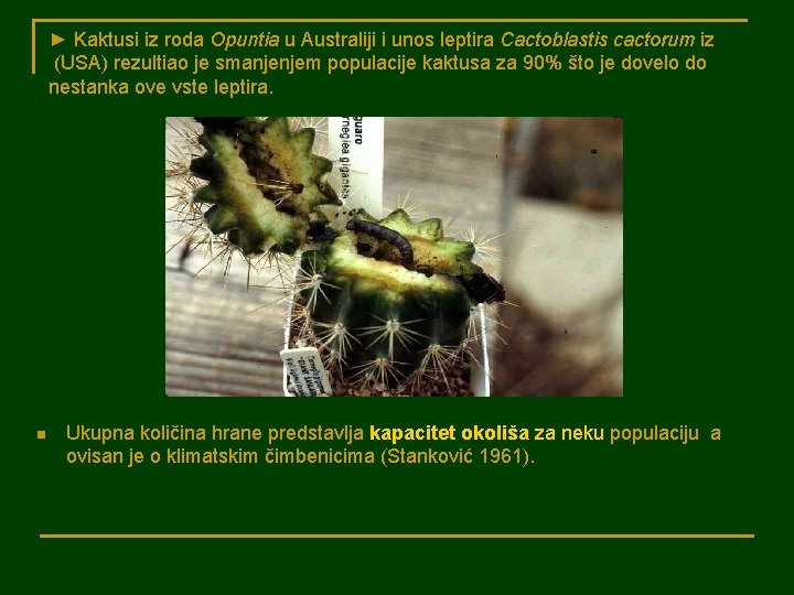 ► Kaktusi iz roda Opuntia u Australiji i unos leptira Cactoblastis cactorum iz (USA)