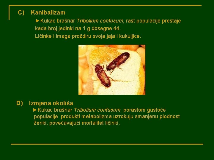 C) Kanibalizam ►Kukac brašnar Tribolium confusum, rast populacije prestaje kada broj jedinki na 1