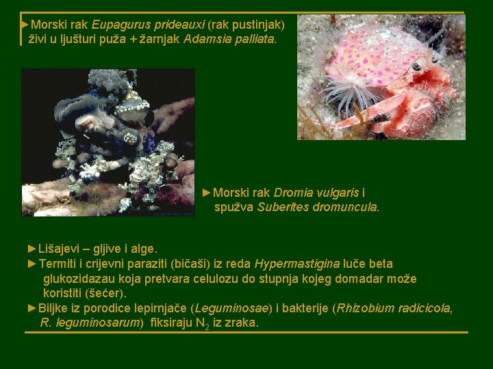 ►Morski rak Eupagurus prideauxi (rak pustinjak) živi u ljušturi puža + žarnjak Adamsia palliata.