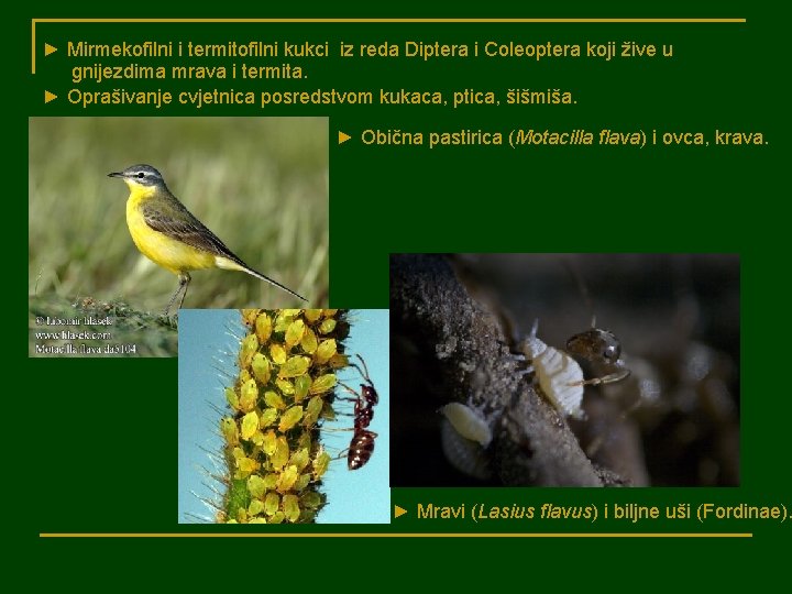 ► Mirmekofilni i termitofilni kukci iz reda Diptera i Coleoptera koji žive u gnijezdima