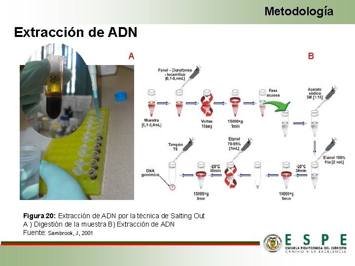 Metodología Extracción de ADN A Figura 20: Extracción de ADN por la técnica de