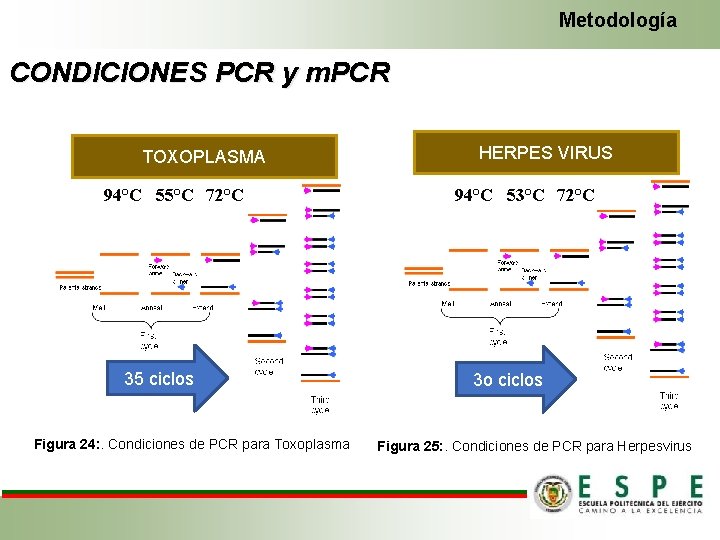 Metodología CONDICIONES PCR y m. PCR TOXOPLASMA 94°C 55°C 72°C 35 ciclos Figura 24: