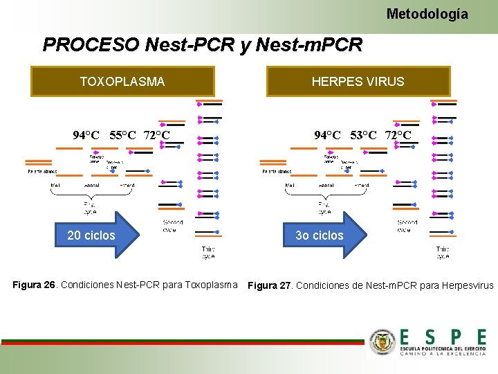 Metodología PROCESO Nest-PCR y Nest-m. PCR TOXOPLASMA 94°C 55°C 72°C 20 ciclos Figura 26.