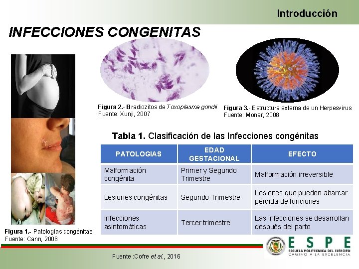 Introducción INFECCIONES CONGENITAS Figura 2. - Bradiozitos de Toxoplasma gondii Fuente: Xunji, 2007 Figura