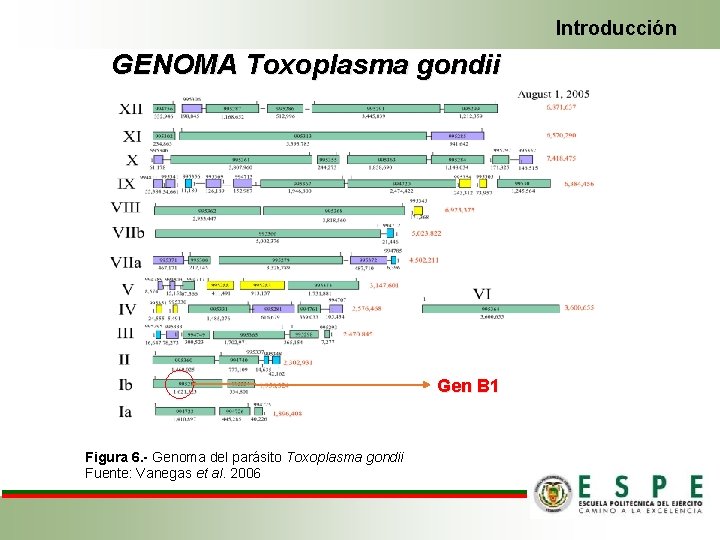 Introducción GENOMA Toxoplasma gondii Gen B 1 Figura 6. - Genoma del parásito Toxoplasma