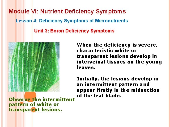 Module VI: Nutrient Deficiency Symptoms Lesson 4: Deficiency Symptoms of Micronutrients Unit 3: Boron