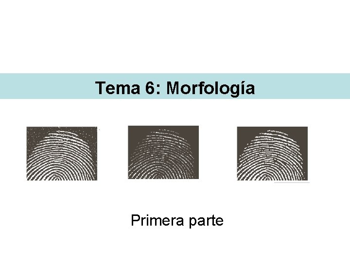 Tema 6: Morfología Primera parte Tema 6: Morfología Primera parte