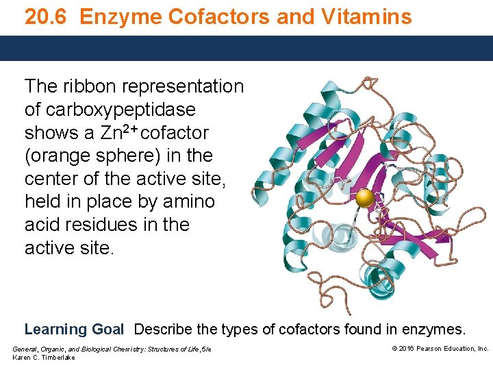 20. 6 Enzyme Cofactors and Vitamins The ribbon representation of carboxypeptidase shows a Zn