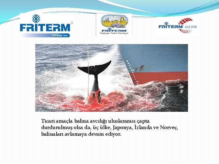 Ticari amaçla balina avcılığı uluslararası çapta durdurulmuş olsa da, üç ülke, Japonya, İzlanda ve