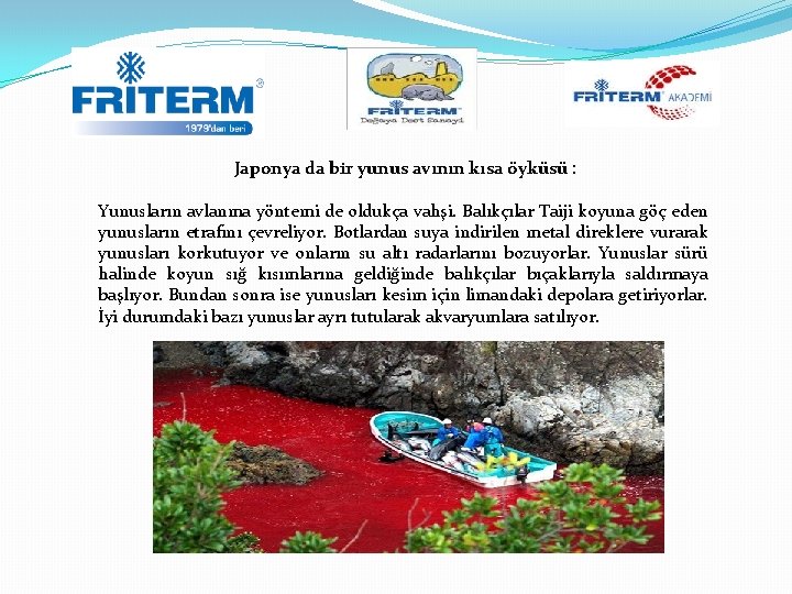 Japonya da bir yunus avının kısa öyküsü : Yunusların avlanma yöntemi de oldukça vahşi.