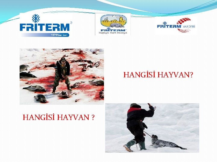 HANGİSİ HAYVAN? HANGİSİ HAYVAN ? 