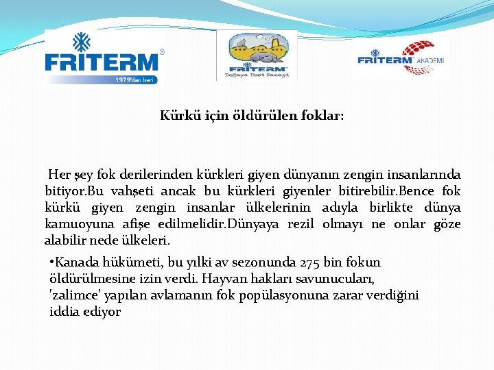  Kürkü için öldürülen foklar: Her şey fok derilerinden kürkleri giyen dünyanın zengin insanlarında