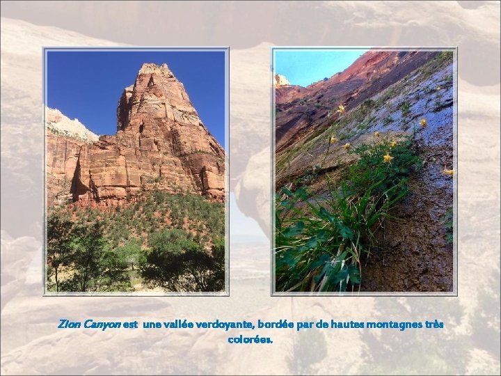 Zion Canyon est une vallée verdoyante, bordée par de hautes montagnes très colorées. 