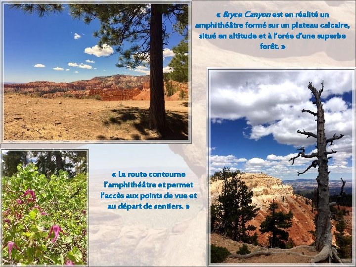  « Bryce Canyon est en réalité un amphithéâtre formé sur un plateau calcaire,