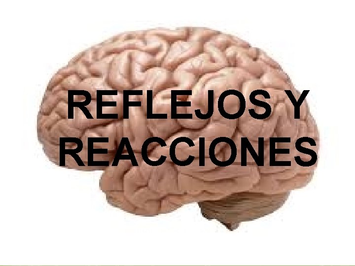 REFLEJOS Y REACCIONES 