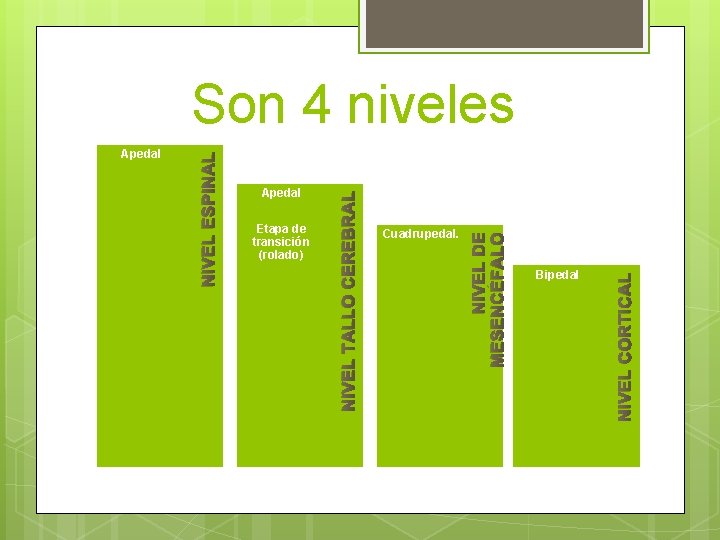 Cuadrupedal. Bipedal NIVEL CORTICAL Etapa de transición (rolado) NIVEL DE MESENCÉFALO Apedal NIVEL TALLO