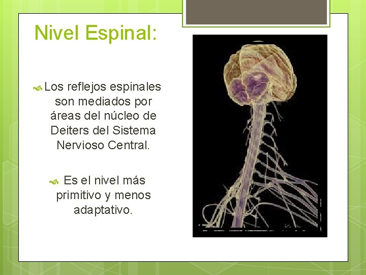 Nivel Espinal: Los reflejos espinales son mediados por áreas del núcleo de Deiters del