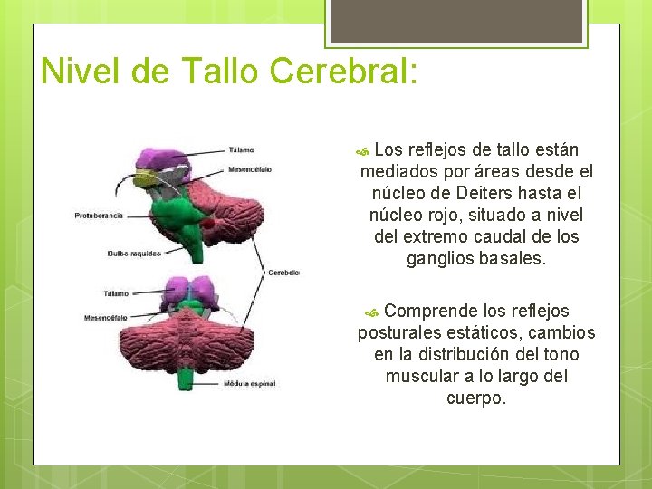 Nivel de Tallo Cerebral: Los reflejos de tallo están mediados por áreas desde el