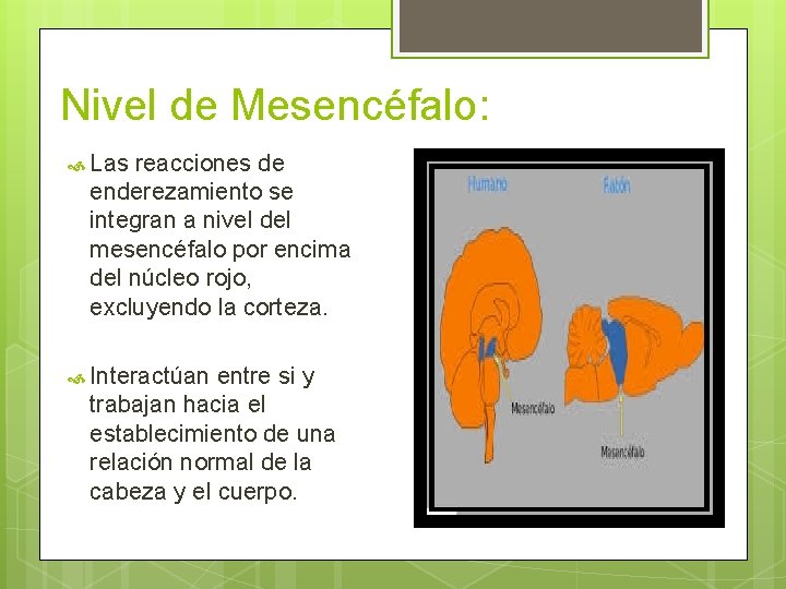 Nivel de Mesencéfalo: Las reacciones de enderezamiento se integran a nivel del mesencéfalo por