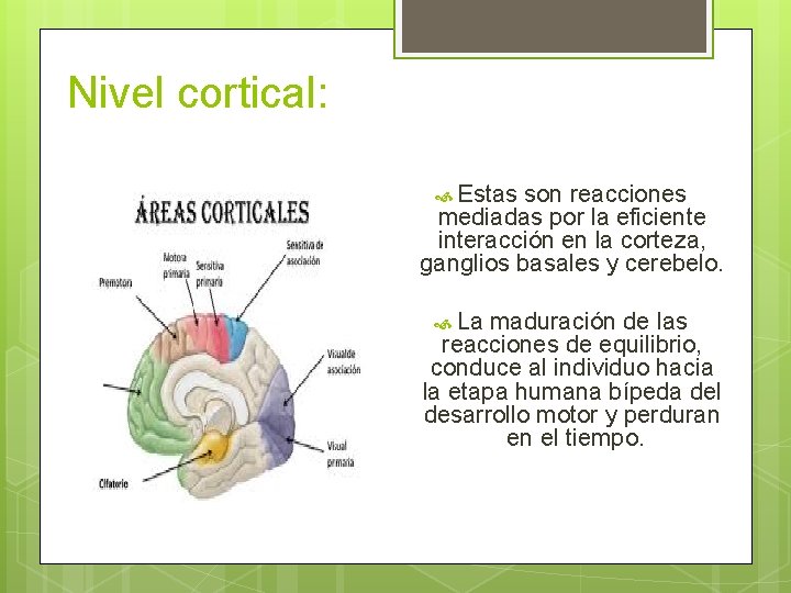 Nivel cortical: Estas son reacciones mediadas por la eficiente interacción en la corteza, ganglios