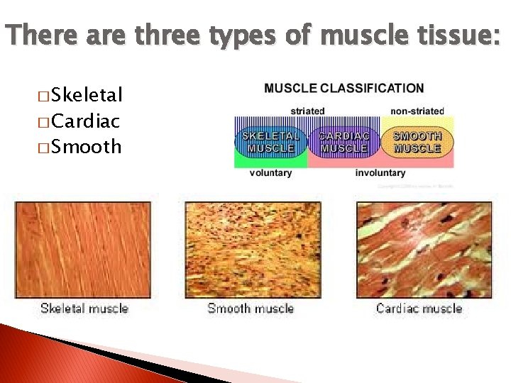 There are three types of muscle tissue: � Skeletal � Cardiac � Smooth 