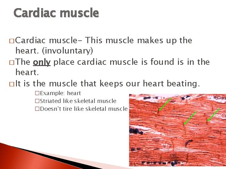 Cardiac muscle � Cardiac muscle- This muscle makes up the heart. (involuntary) � The