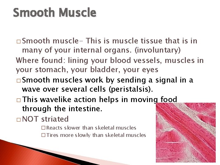 Smooth Muscle � Smooth muscle- This is muscle tissue that is in many of