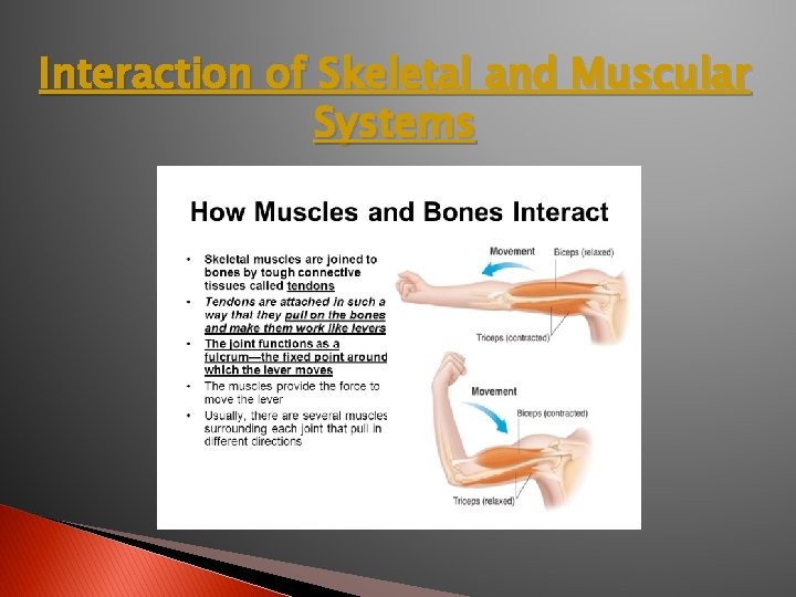 Interaction of Skeletal and Muscular Systems 