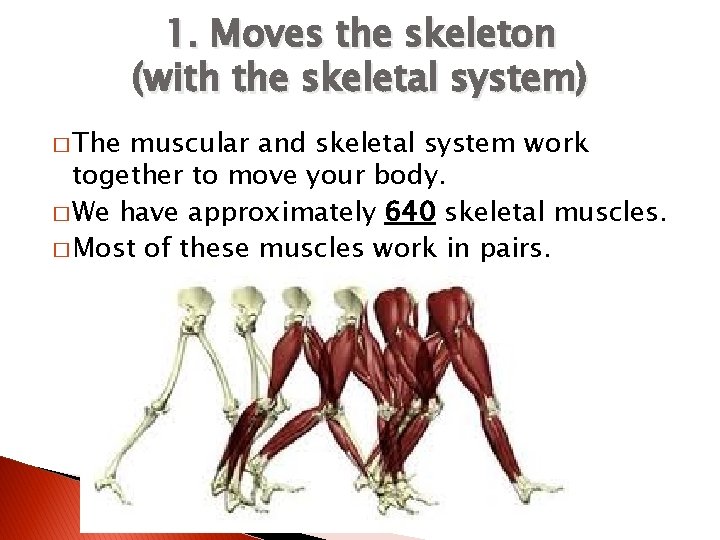 1. Moves the skeleton (with the skeletal system) � The muscular and skeletal system