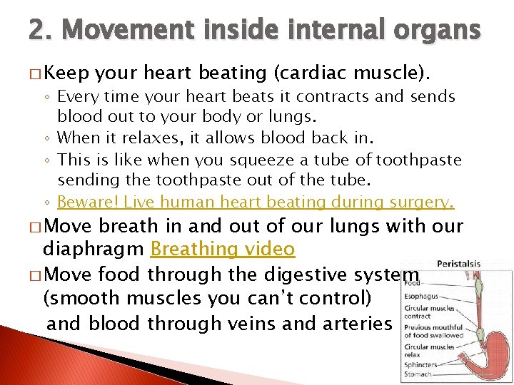 2. Movement inside internal organs � Keep your heart beating (cardiac muscle). ◦ Every