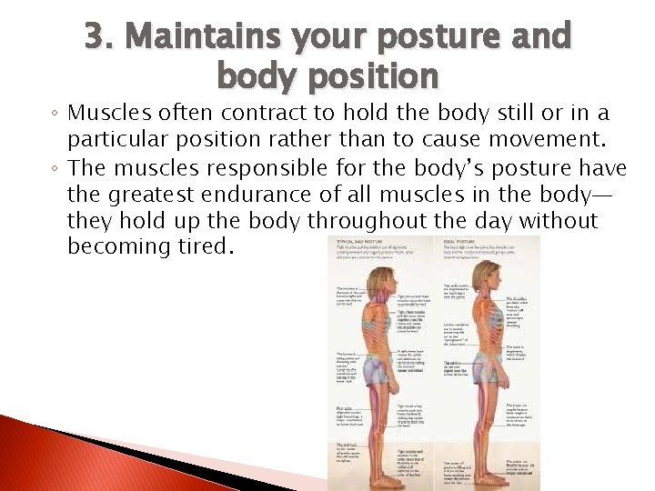 3. Maintains your posture and body position ◦ Muscles often contract to hold the
