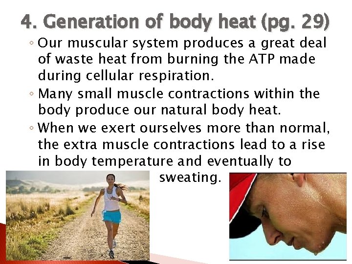 4. Generation of body heat (pg. 29) ◦ Our muscular system produces a great