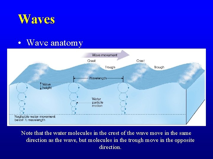 Waves • Wave anatomy Note that the water molecules in the crest of the