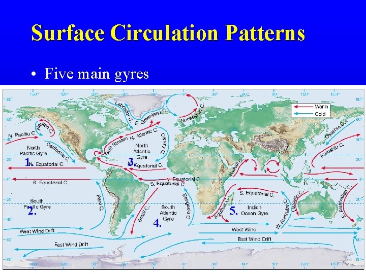 Surface Circulation Patterns • Five main gyres 1. 2. 3. 4. 5. 