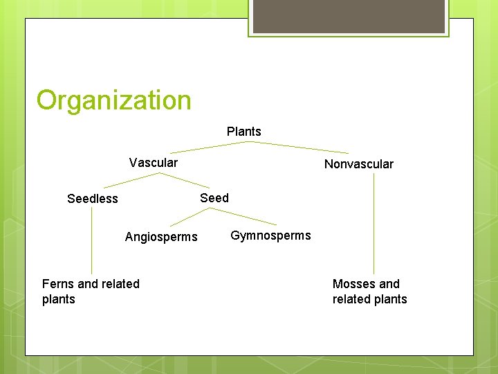 Organization Plants Vascular Nonvascular Seedless Angiosperms Ferns and related plants Gymnosperms Mosses and related