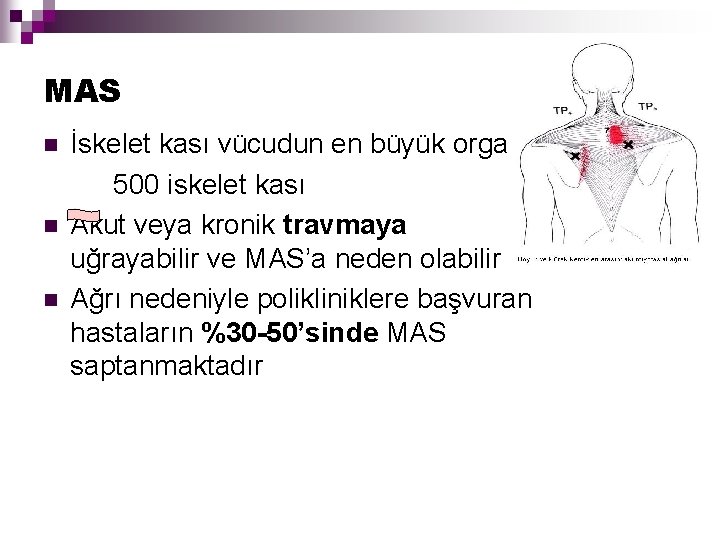 MAS İskelet kası vücudun en büyük organıdır 500 iskelet kası n Akut veya kronik