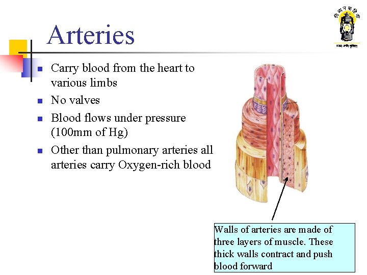 Arteries n n Carry blood from the heart to various limbs No valves Blood