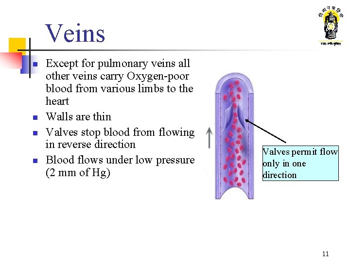 Veins n n Except for pulmonary veins all other veins carry Oxygen-poor blood from