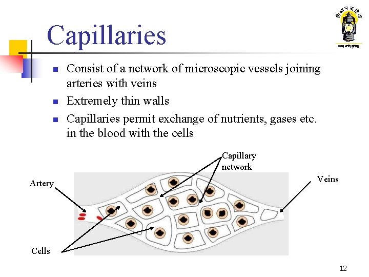 Capillaries n n n Consist of a network of microscopic vessels joining arteries with
