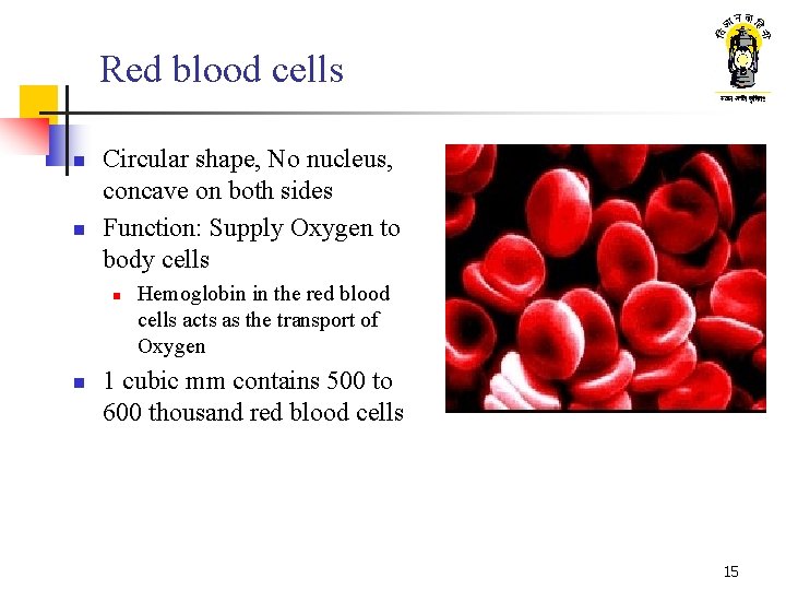 Red blood cells n n Circular shape, No nucleus, concave on both sides Function: