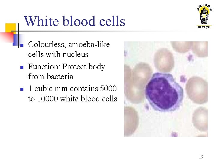 White blood cells n n n Colourless, amoeba-like cells with nucleus Function: Protect body
